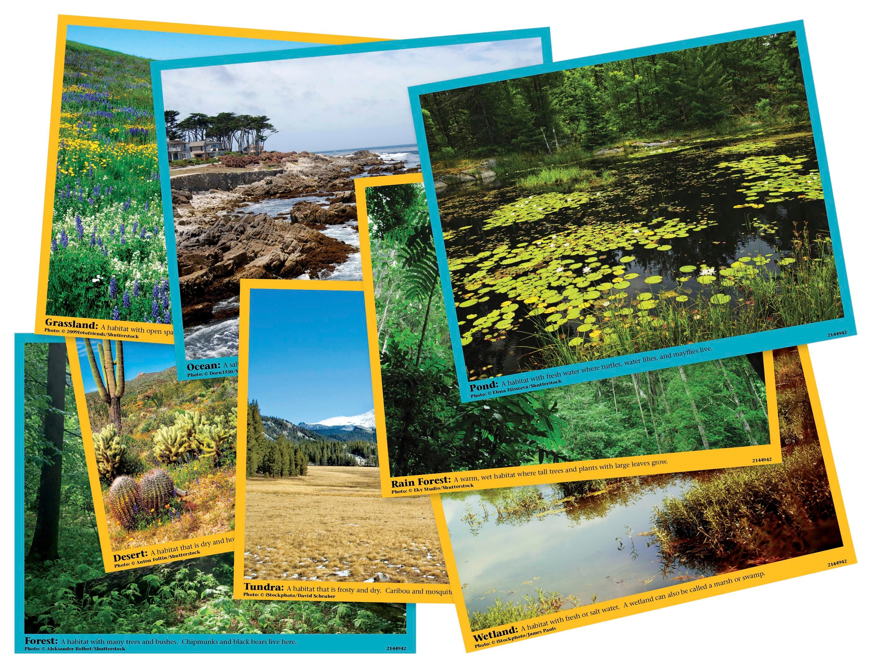 FOSS Mats Habitats Cards, Set of 12 2144942
